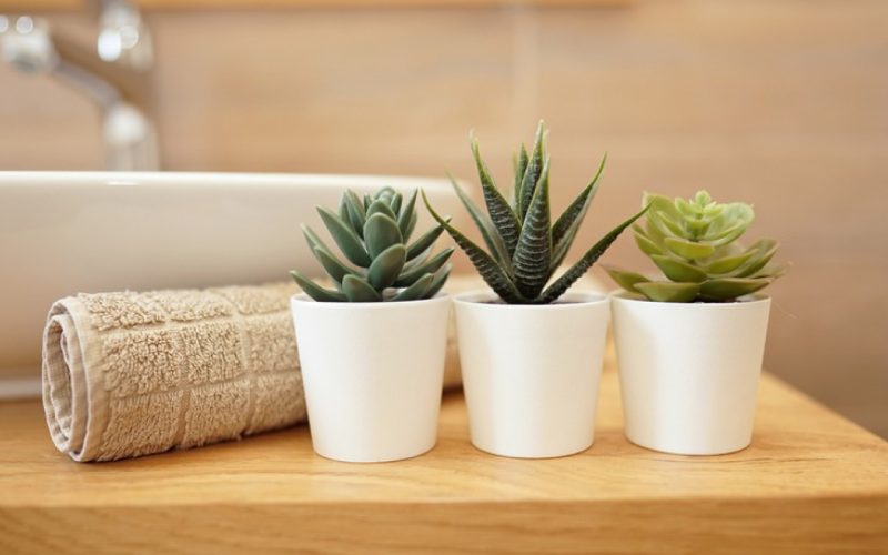 Tre piante grasse appoggiate sul lavandino in bagno